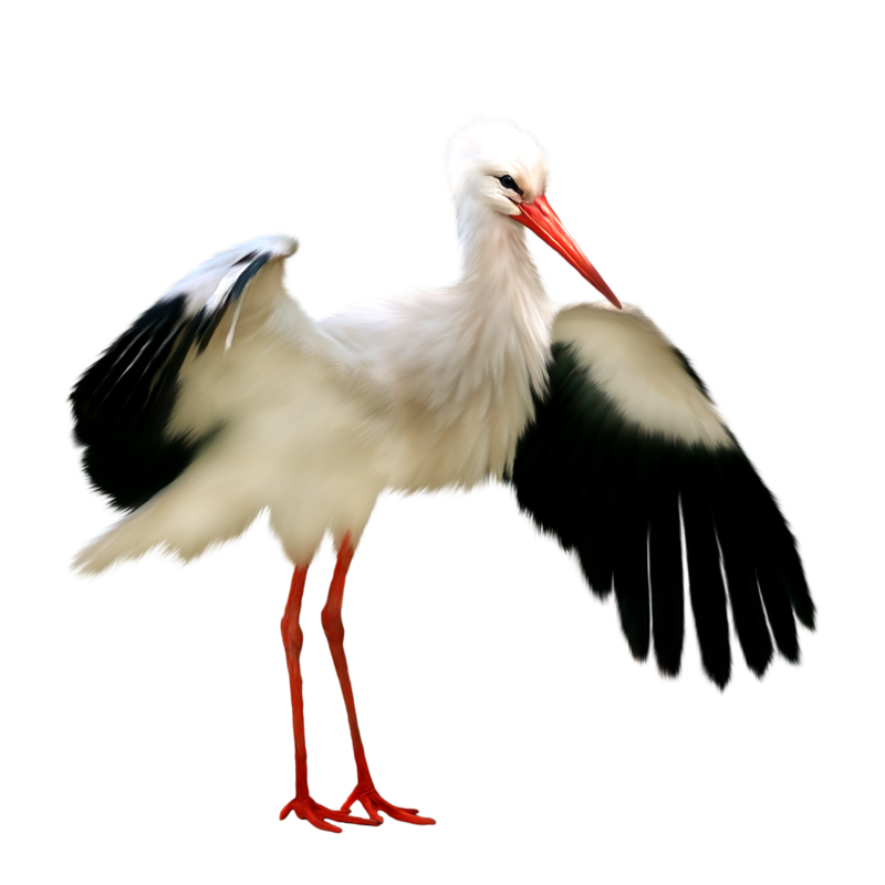 stork clipart crane