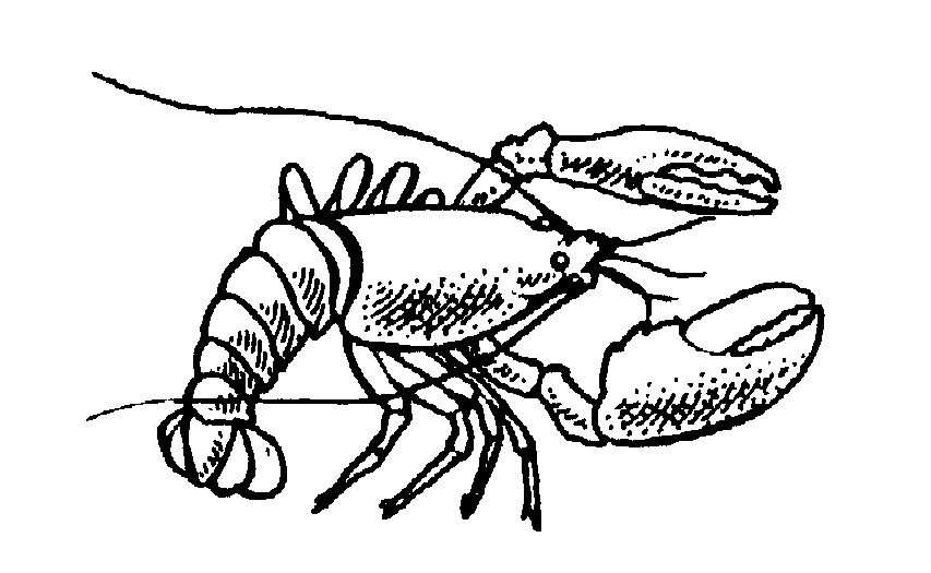 lobster clipart black and white