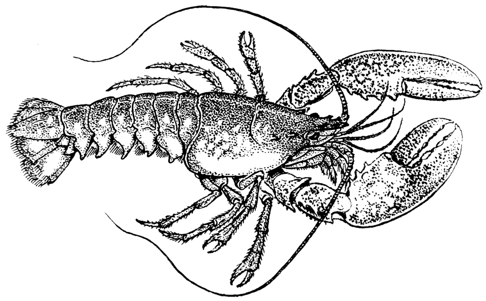 lobster clipart yabby
