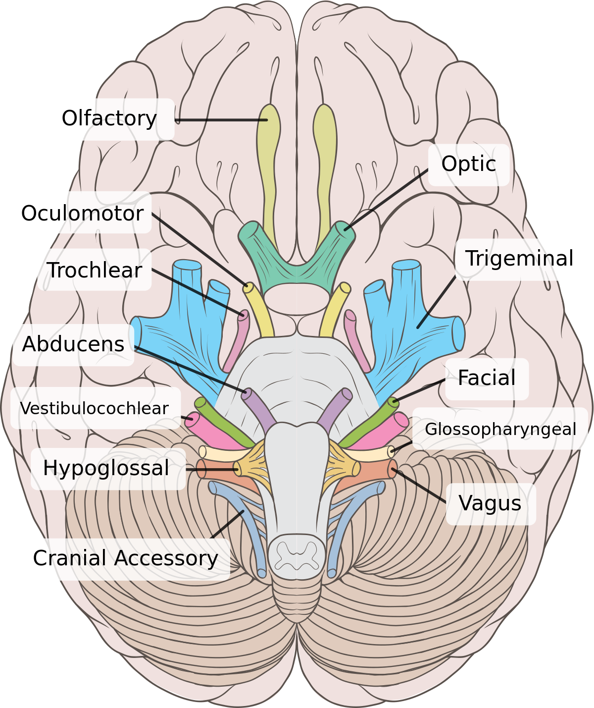 creative clipart brain structure