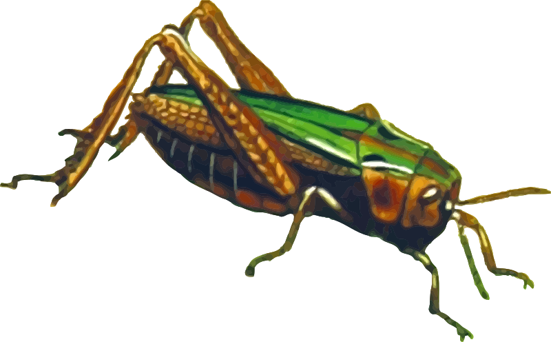 cricket clipart arthropod