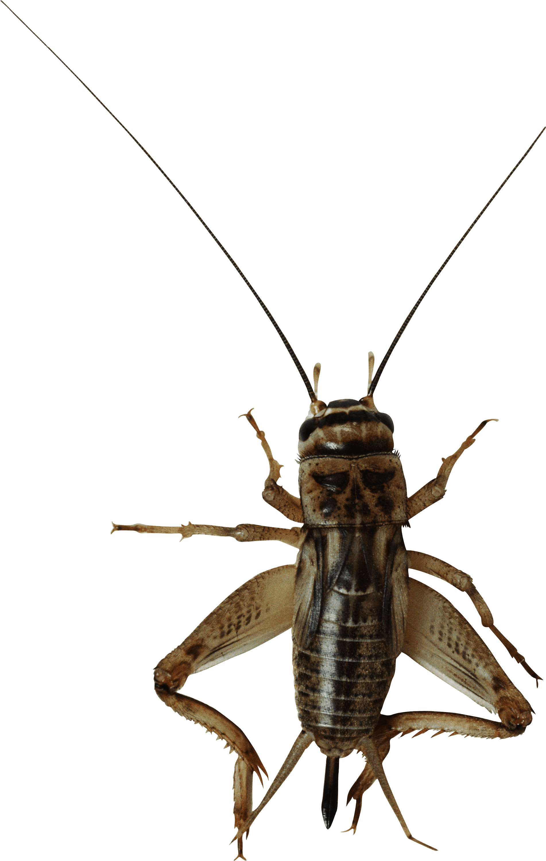 cricket clipart brown cricket insect