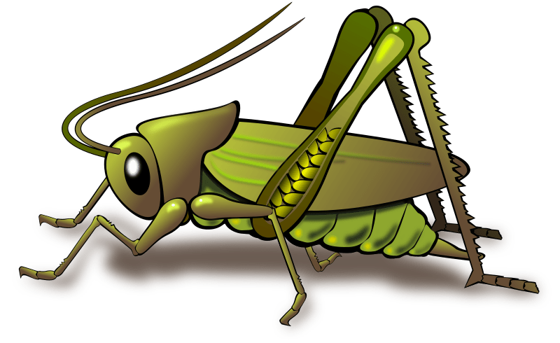 cricket clipart chester