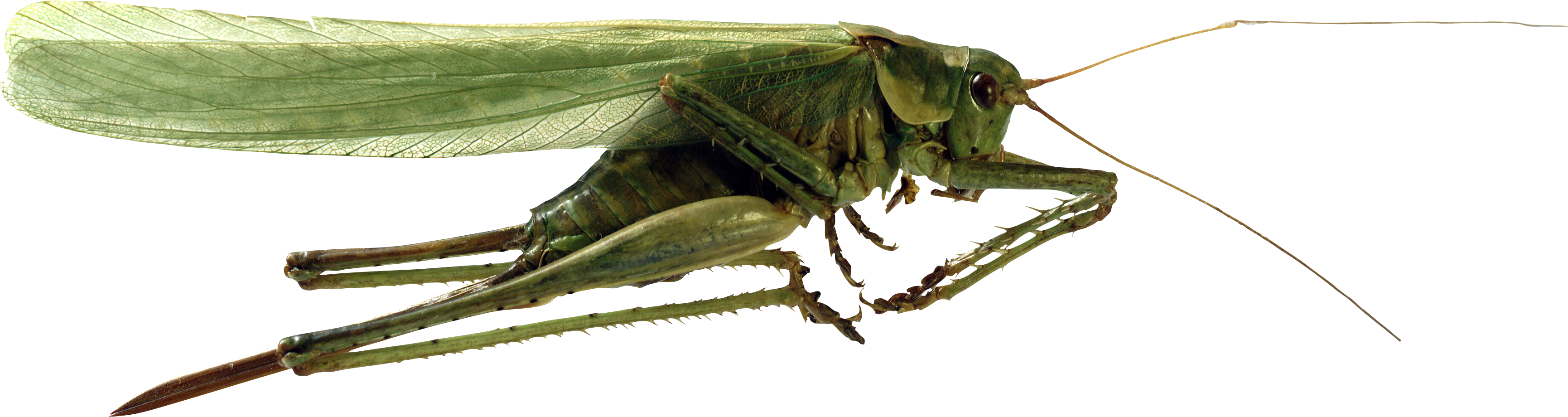 grasshopper clipart locust swarm