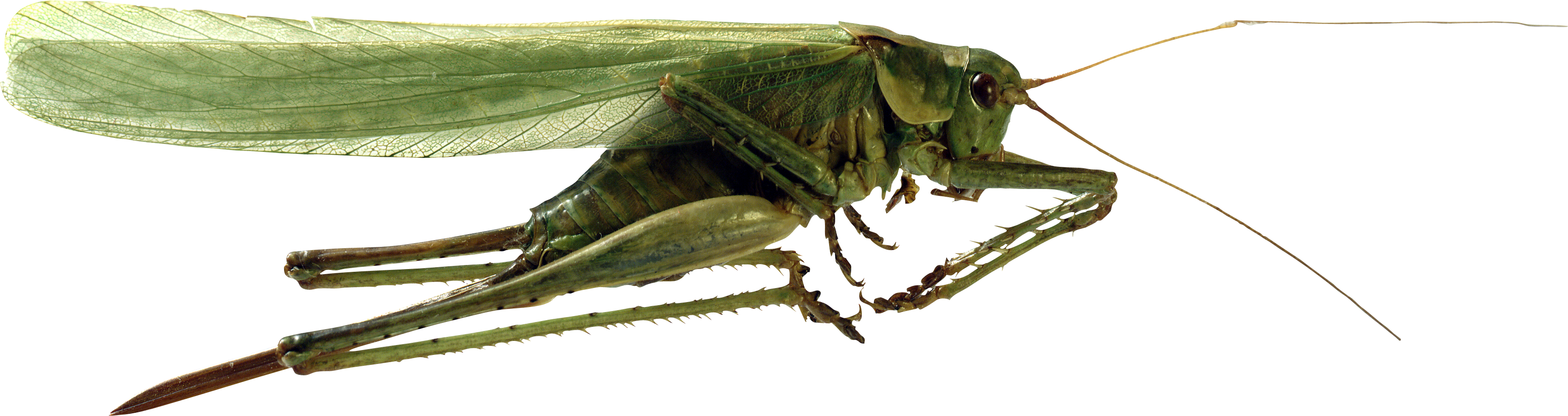 cricket clipart grasshopper