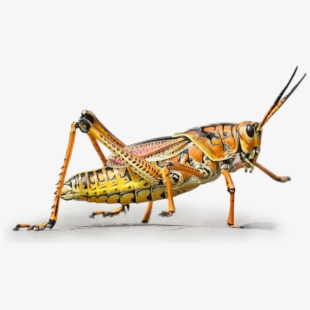 grasshopper clipart grillo