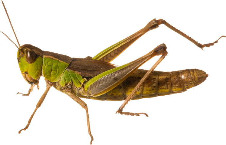 Png images free download. Insect clipart insect grasshopper