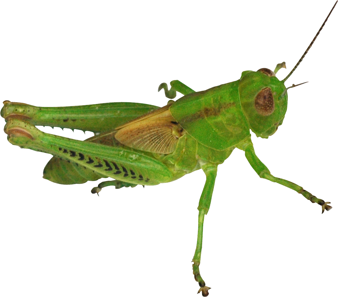 cricket clipart insect grasshopper