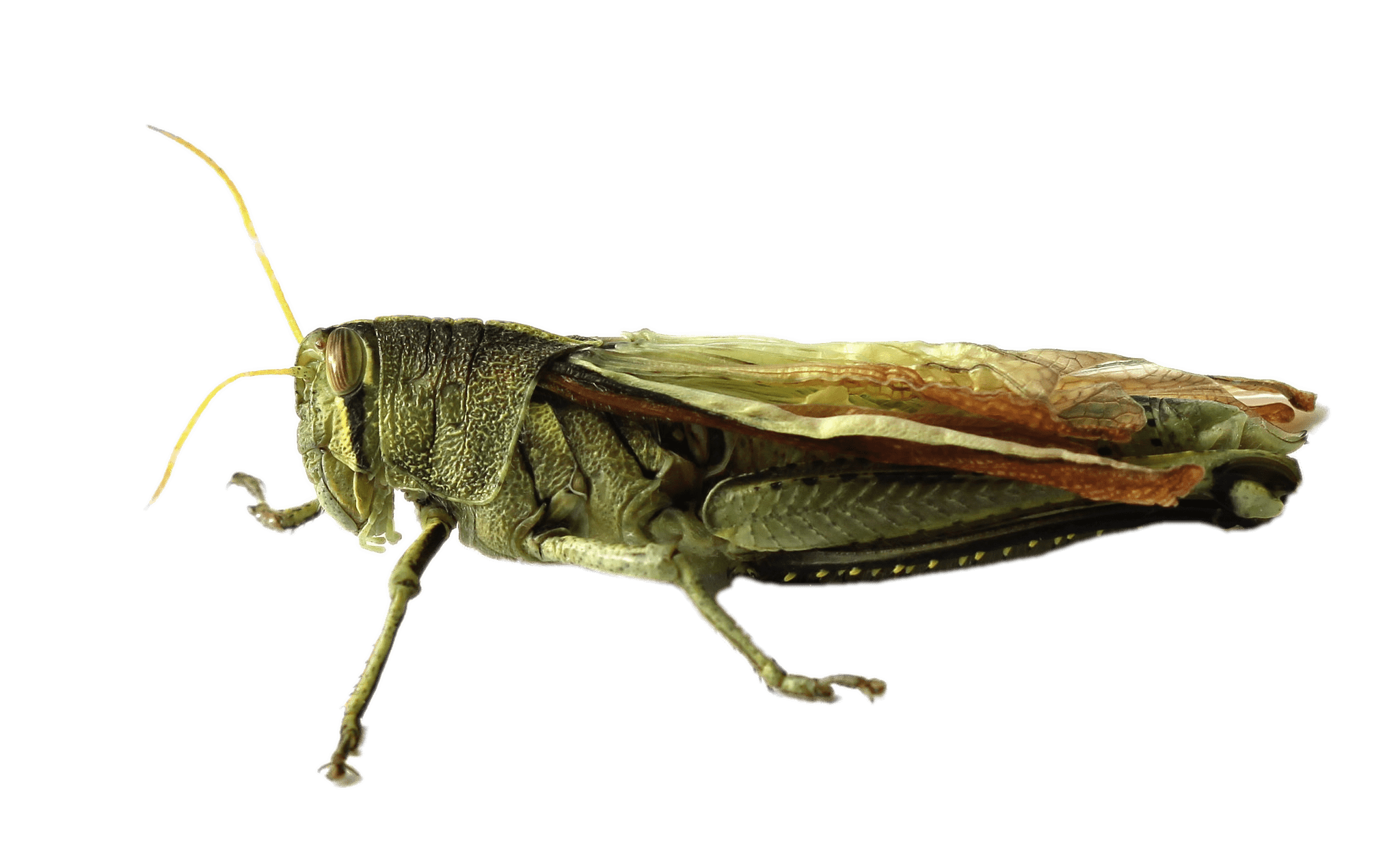 cricket clipart insect grasshopper
