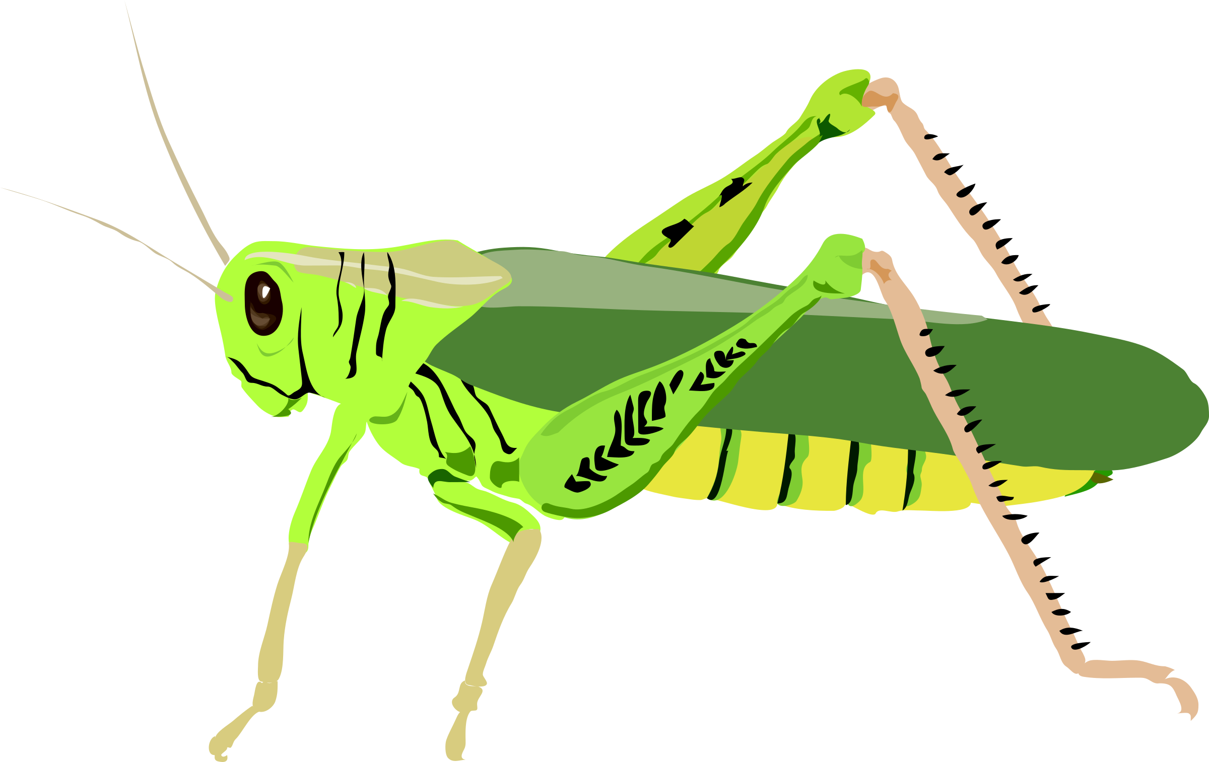 Grasshopper clipart small. Architetto cavalletta big image