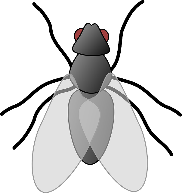 insect clipart gambar