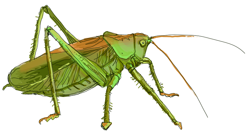 Grasshopper locust swarm