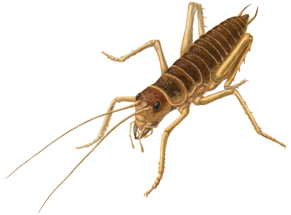 Insect png transparent images. Cricket clipart katydid