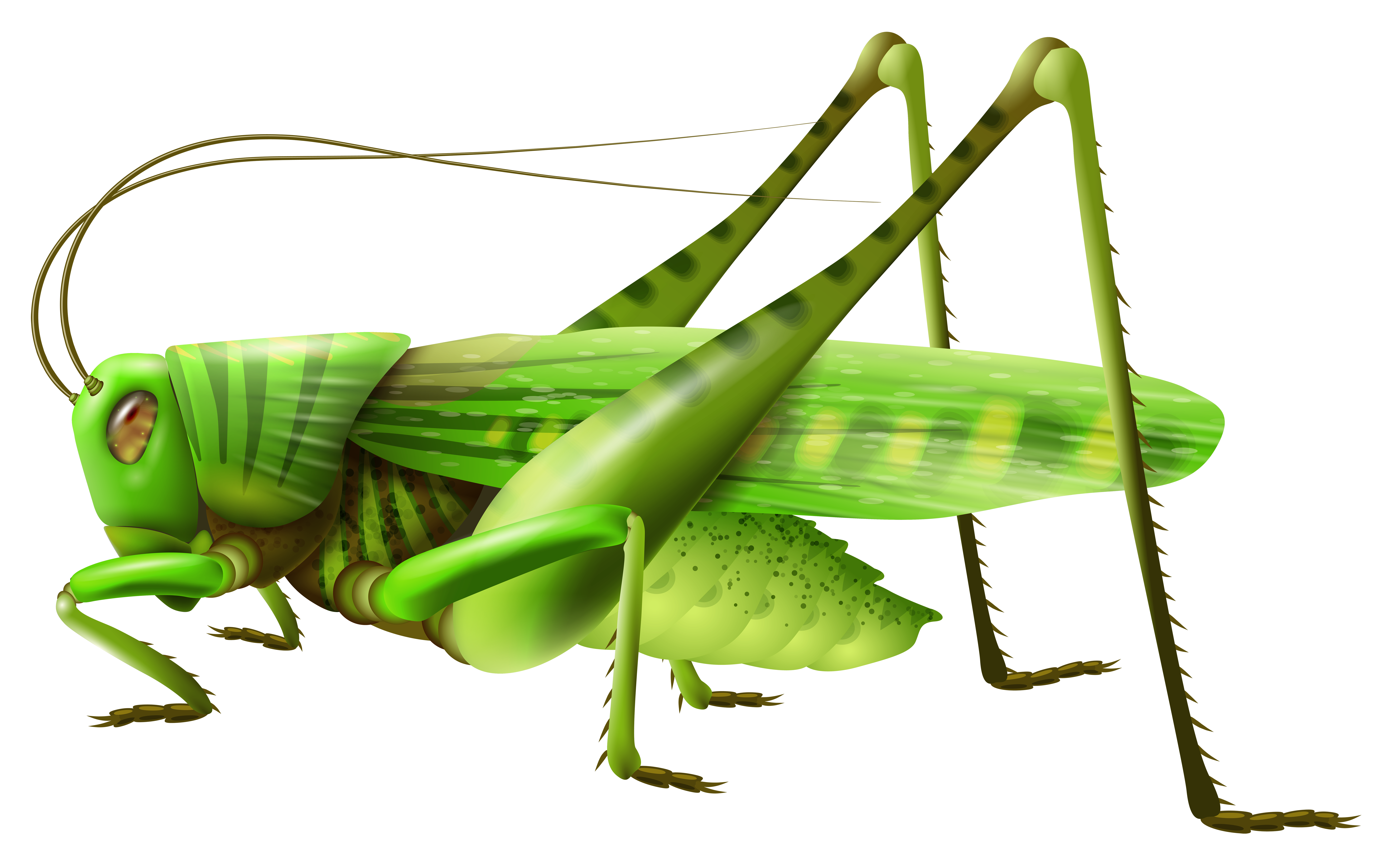 cricket clipart katydid