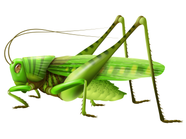 cricket clipart nymph grasshopper