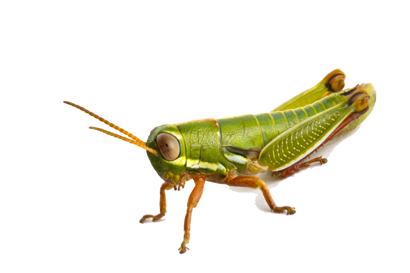 Cricket nymph grasshopper