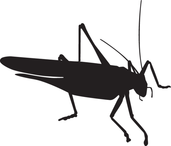 grasshopper clipart realistic
