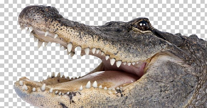 Crocodile clipart american crocodile. Saltwater alligator 