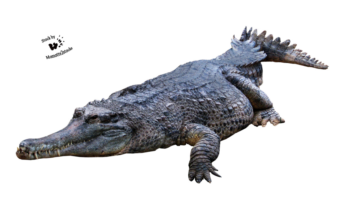 Png transparent images all. Crocodile clipart american crocodile
