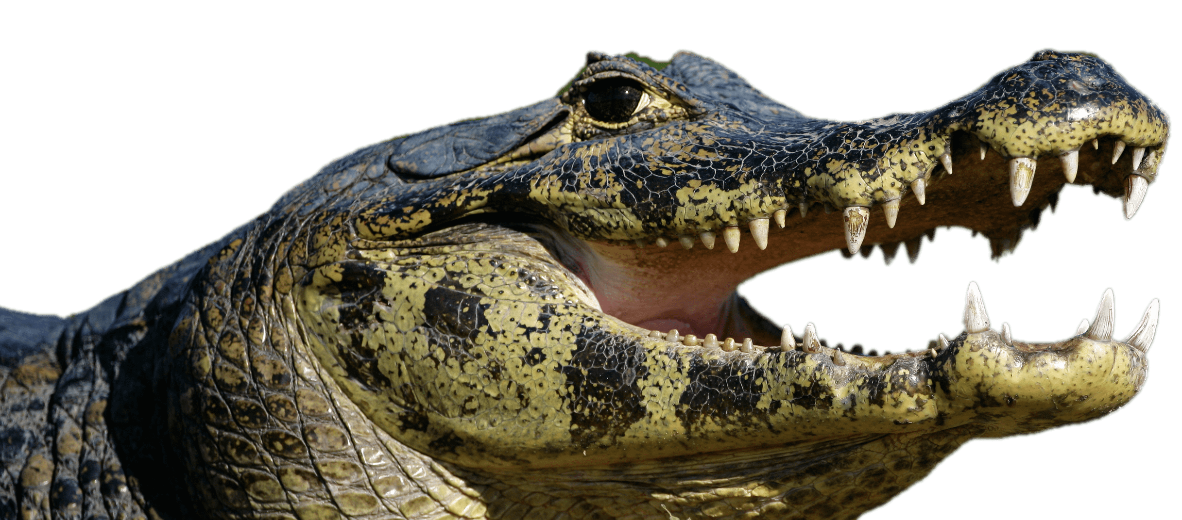 crocodile clipart caiman