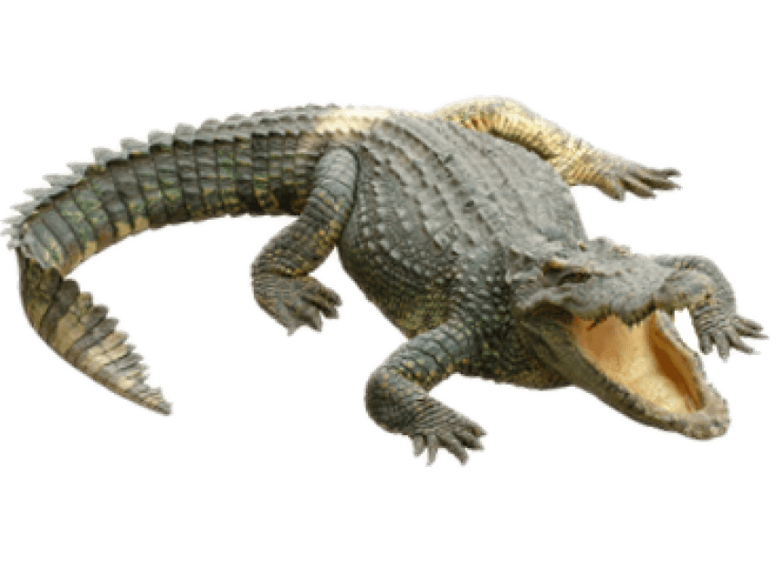 Crocodile clipart cocodrilo. Crocodiles alligators clip art