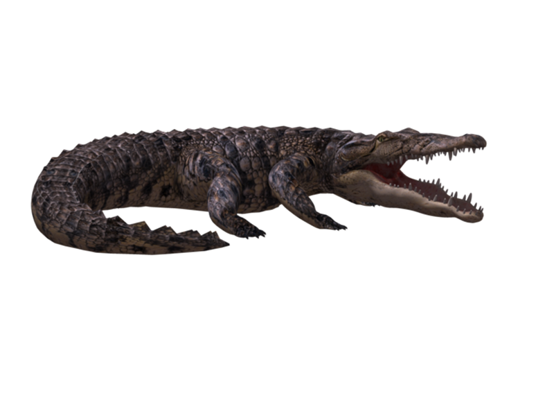 crocodile clipart cocodrilo