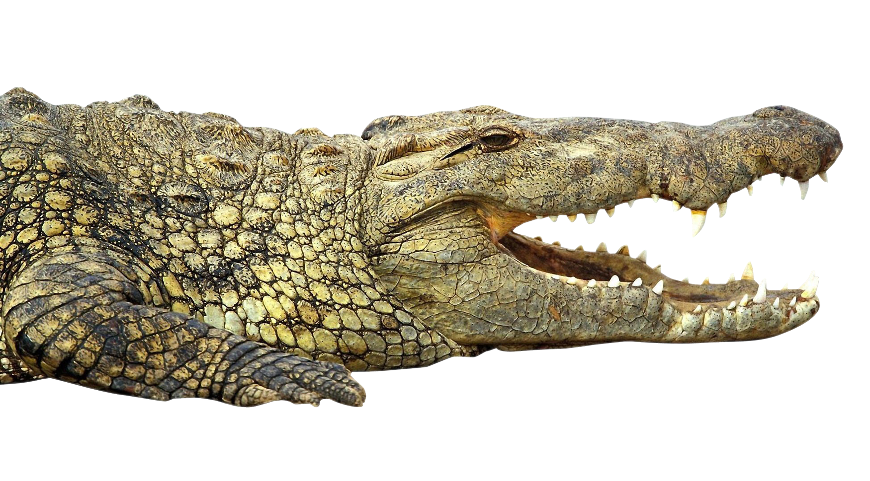 crocodile clipart crocodile mouth