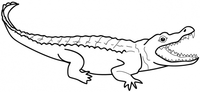 crocodile clipart crocodile outline