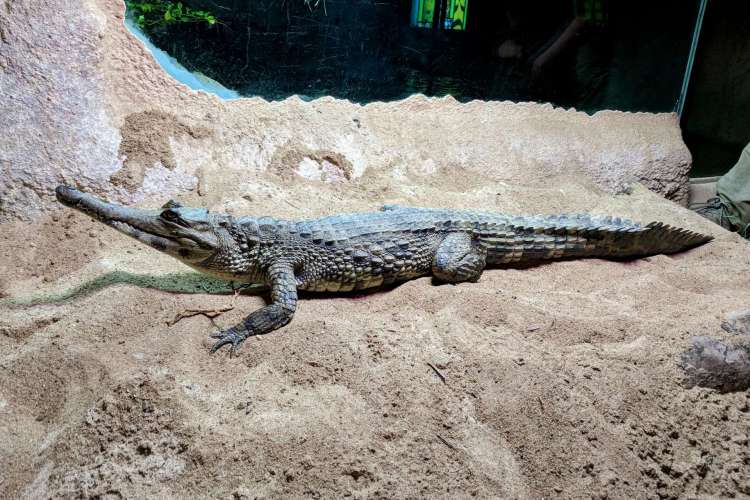 crocodile clipart terrestrial habitat