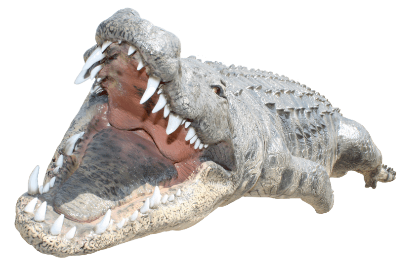 crocodile clipart top view