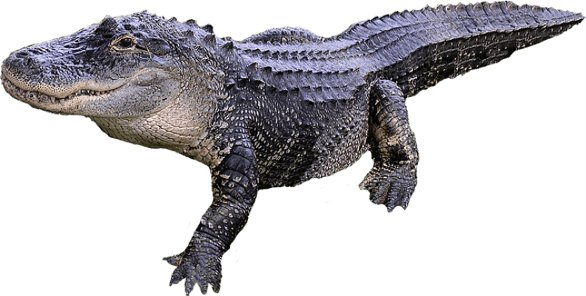 crocodile clipart top view