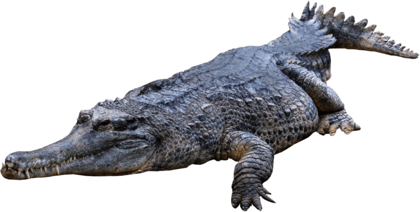 crocodile clipart top view