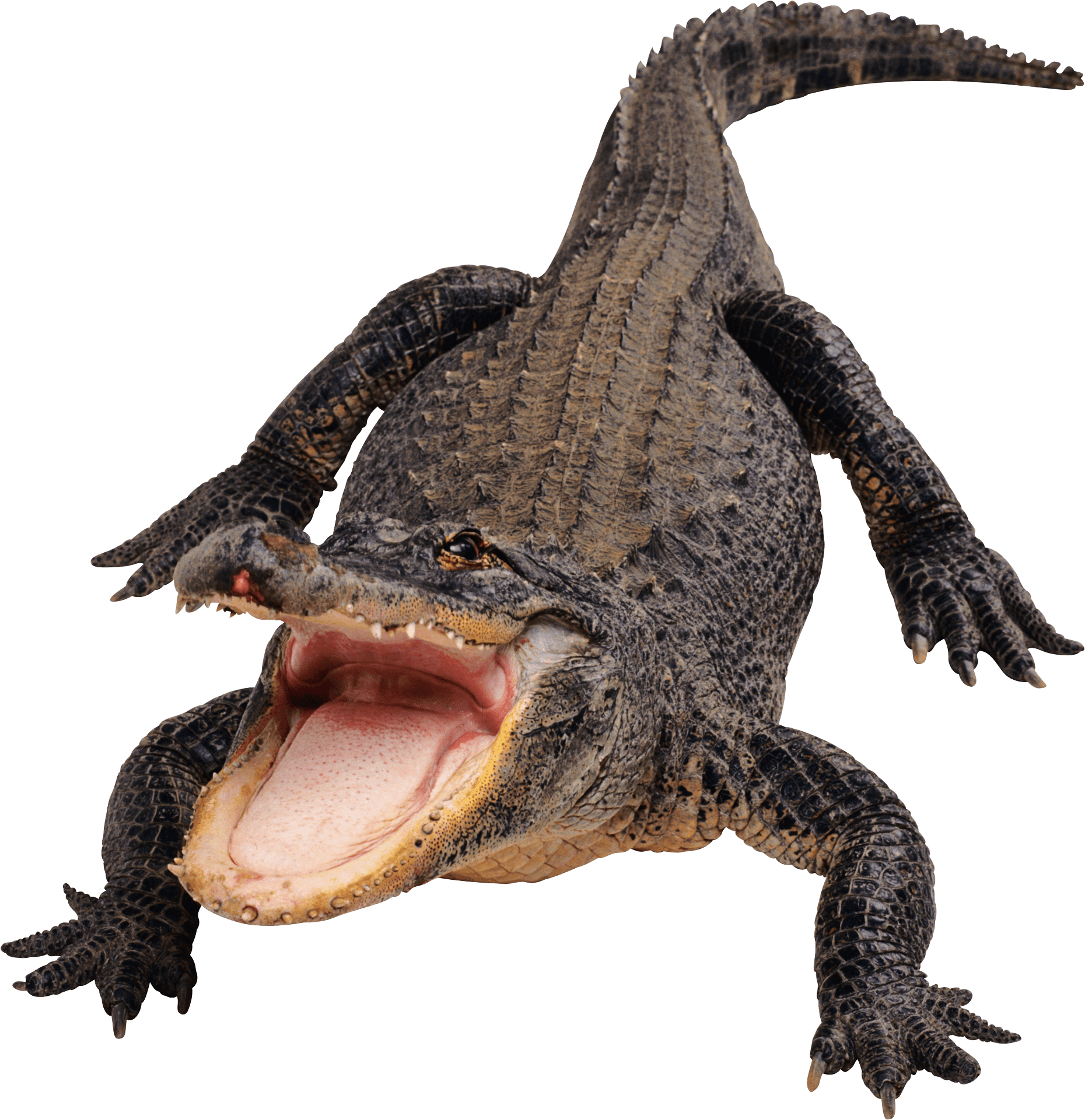 crocodile clipart top view