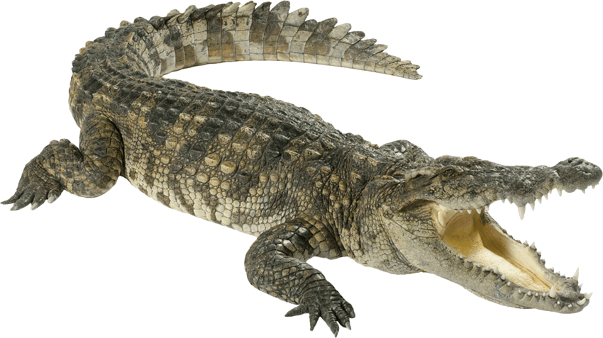 crocodile clipart transparent background