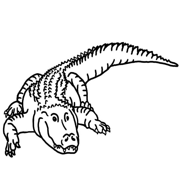 crocodile clipart water sketch