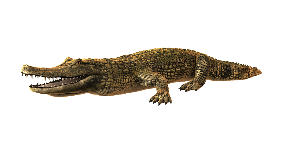 Crocodile clipart wetland animal. Picture of a alligator