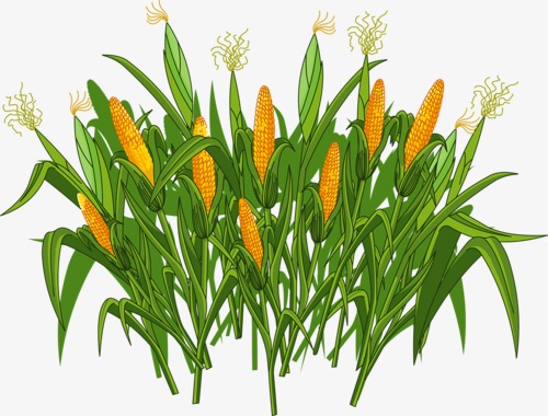 Crops clipart. Corn crop cartoon vegetables
