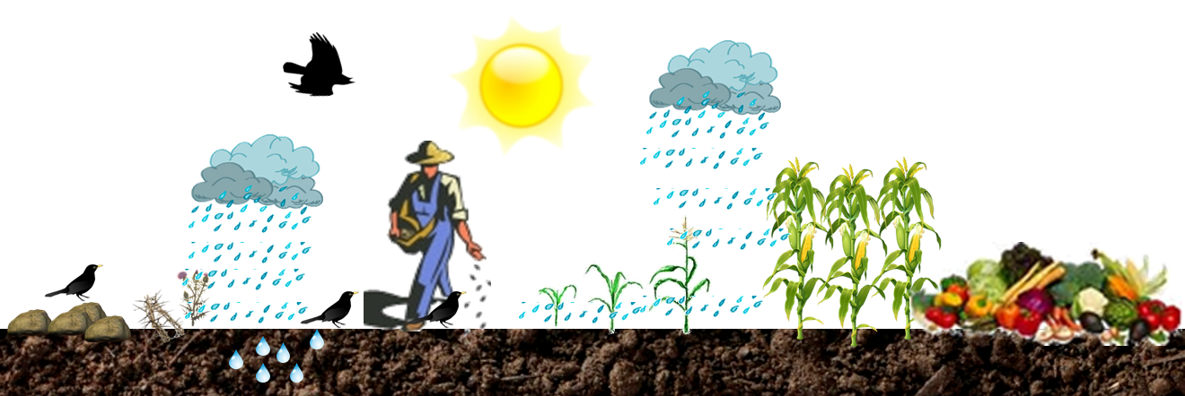 Crop farming the field. Planting clipart cultivation