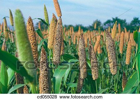 crops clipart bajra
