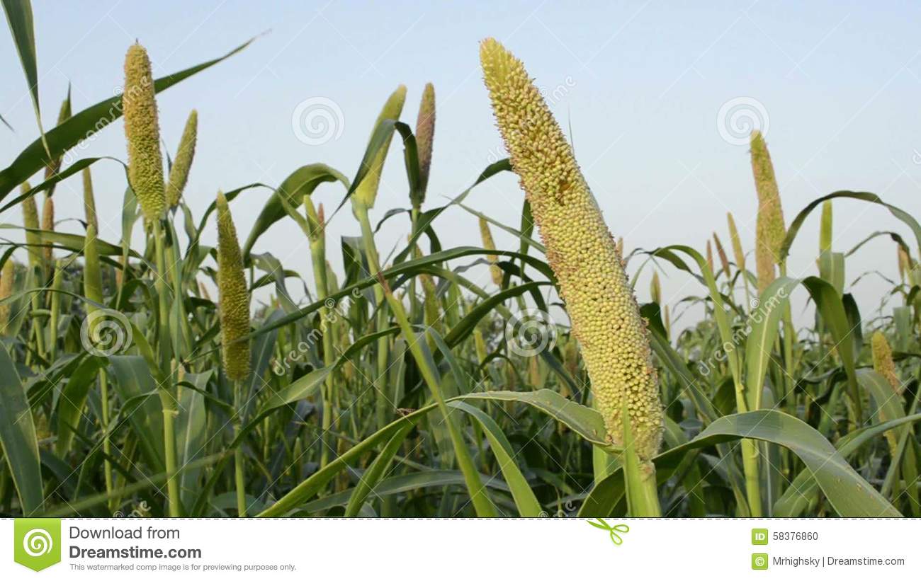 crops clipart bajra