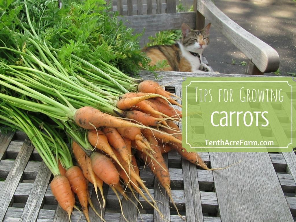 Growing carrots year round. Crops clipart carrot crop