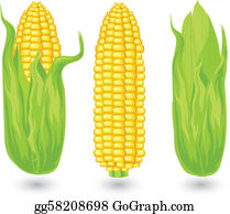 crops clipart corn cob