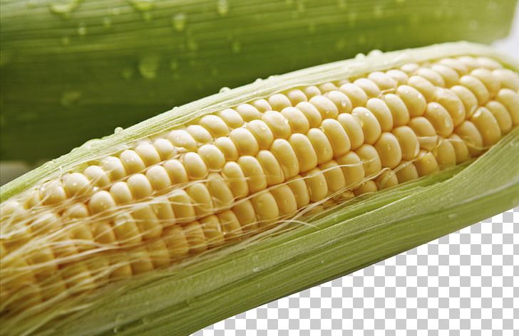 crops clipart corn cob