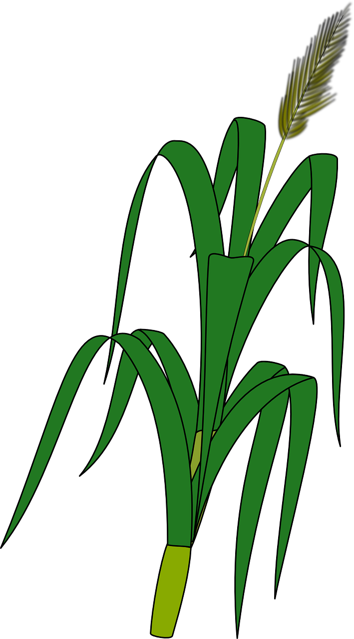 crops clipart corn leaf