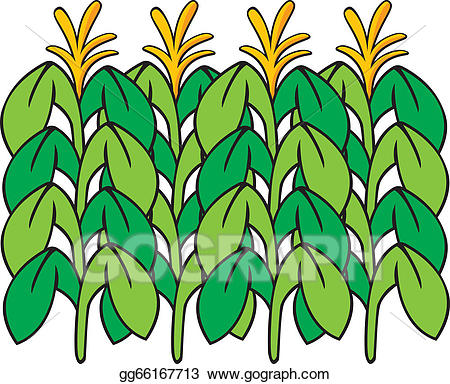 crops clipart corn stalk