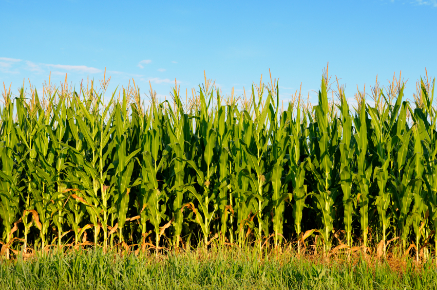 crops clipart cornfield