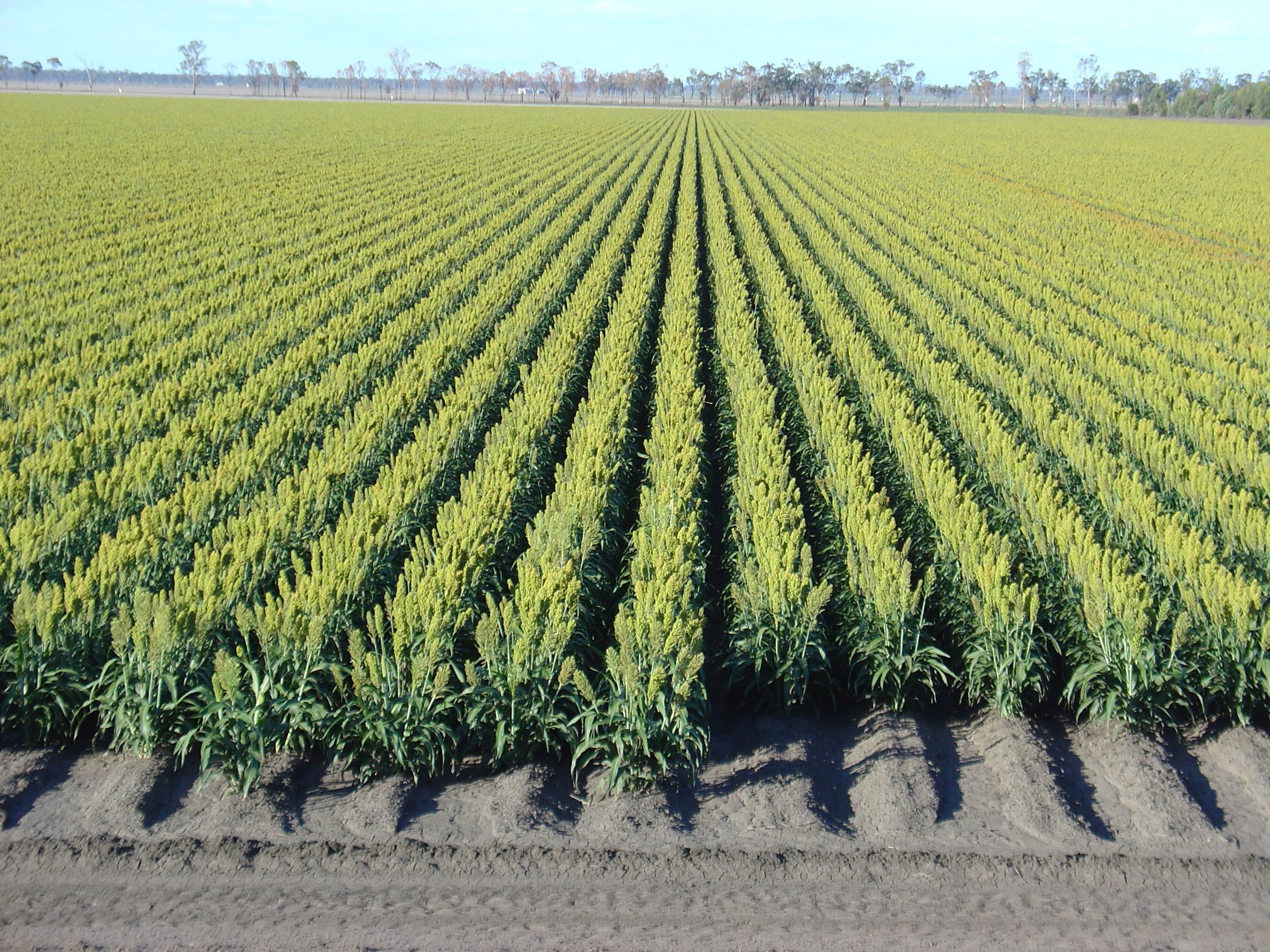 Crop in the field. Field of plants. Crops цепной. Crop source. Сорняки на поле.