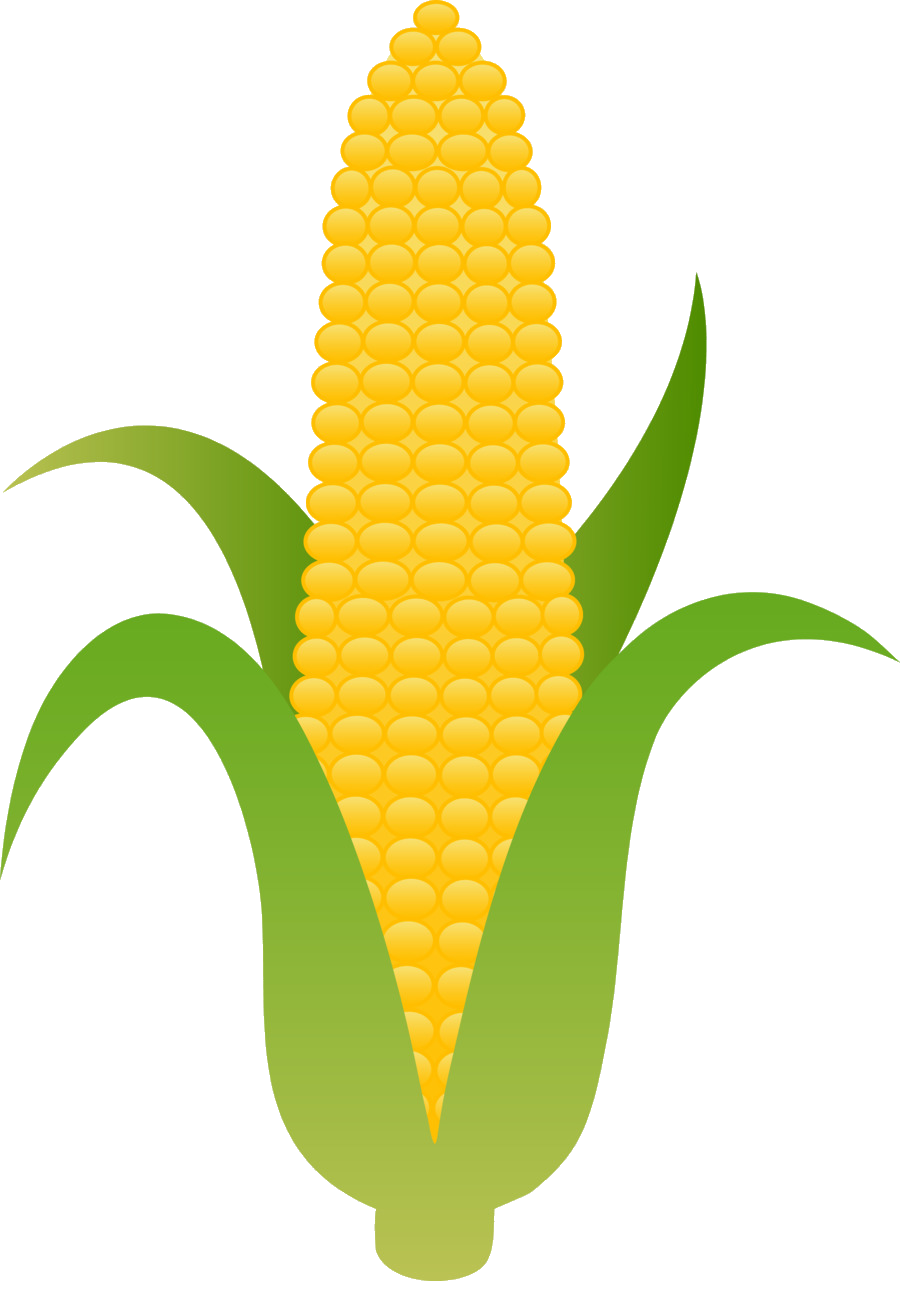 Of transparent png azpng. Crops clipart ear corn