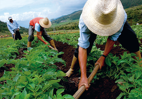 Crops clipart farmer chinese. The potato a versatile