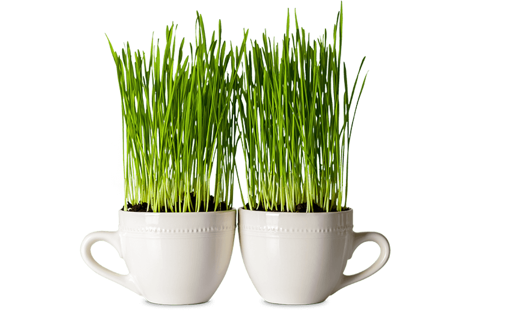 grain clipart bushel wheat